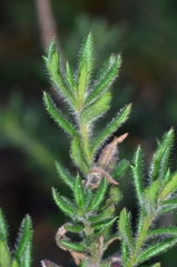 Gonocarpus elatus