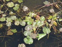 Caltha natans