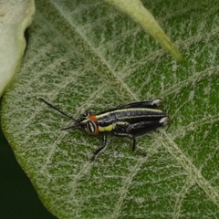 Proctolabinae