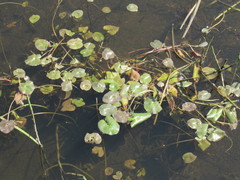 Caltha natans