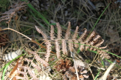 Pteridium tauricum