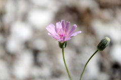 Crepis purpurea