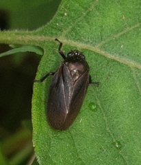Ischnorhininae