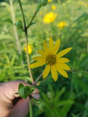 Silphium asteriscus trifoliatum