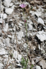 Crepis purpurea