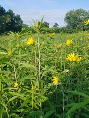 Silphium asteriscus trifoliatum
