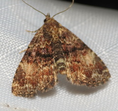 Metalectra richardsi