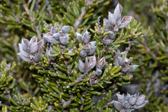 Orites revolutus