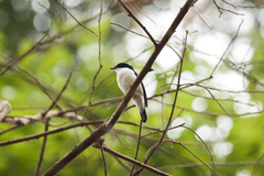 African Shrike-Flycatcher photo 1