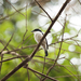 African Shrike-Flycatcher - Photo (c) Sergey Pisarevskiy, some rights reserved (CC BY-NC-SA)