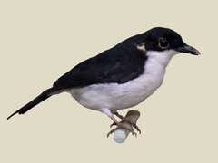 African Shrike-Flycatcher photo 2