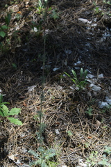 Seseli dichotomum