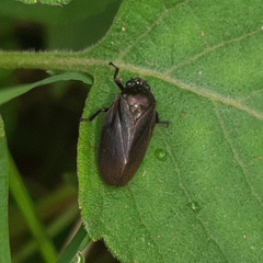 Ischnorhininae