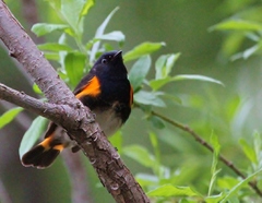 Setophaga ruticilla image