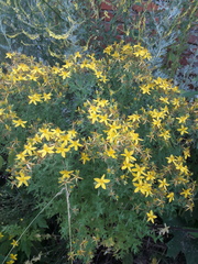 Hypericum perforatum