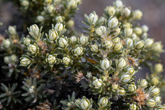 Ozothamnus ledifolius
