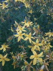 Hypericum perforatum