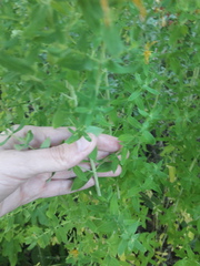 Hypericum perforatum