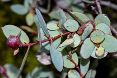 Eucalyptus coccifera