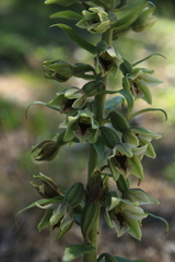 Epipactis krymmontana