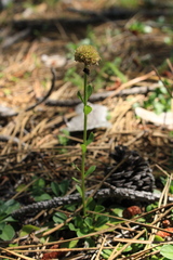 Globularia trichosantha
