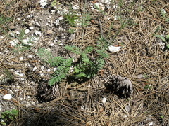 Scabiosa praemontana
