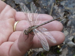 Phanogomphus spicatus