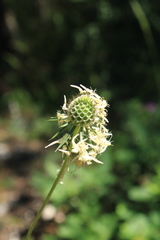 Scabiosa praemontana