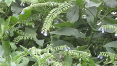 Symphytum caucasicum