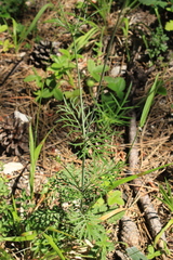 Scabiosa praemontana