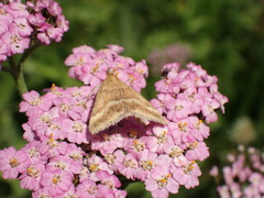 Pyrausta aerealis
