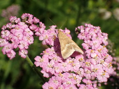 Pyrausta aerealis