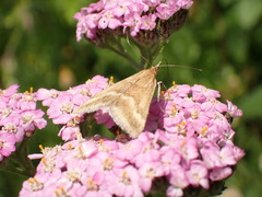 Pyrausta aerealis