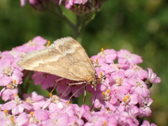 Pyrausta aerealis