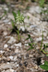 Trifolium caucasicum