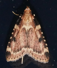 Aglossa costiferalis
