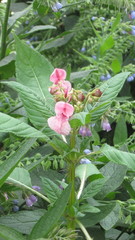 Impatiens glandulifera
