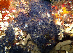Clavelinidae