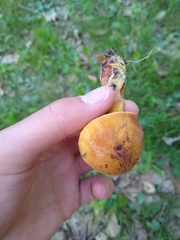 Boletus magnisporus