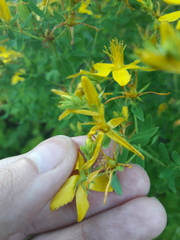 Hypericum perforatum