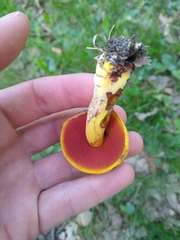 Boletus magnisporus