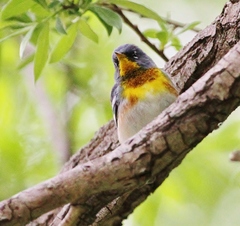 Setophaga americana image