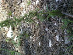 Epipactis krymmontana