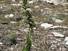 Epipactis krymmontana