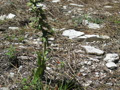 Epipactis krymmontana