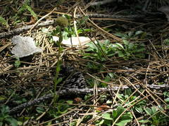 Globularia trichosantha