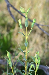 Pimelea linifolia linifolia