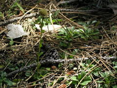 Globularia trichosantha