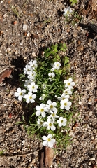 Oxalis pusilla