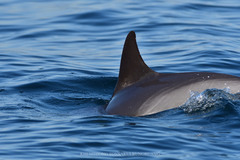 Stenella coeruleoalba